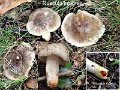Russula insignis-amf1638